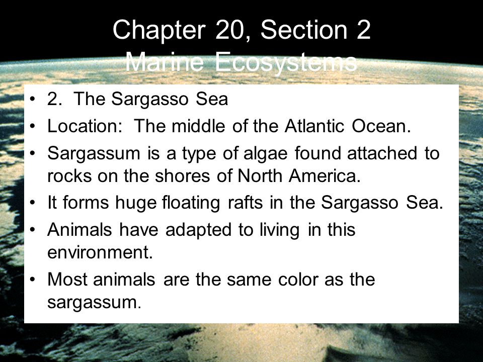 Chapter 20, Section 2 Marine Ecosystems