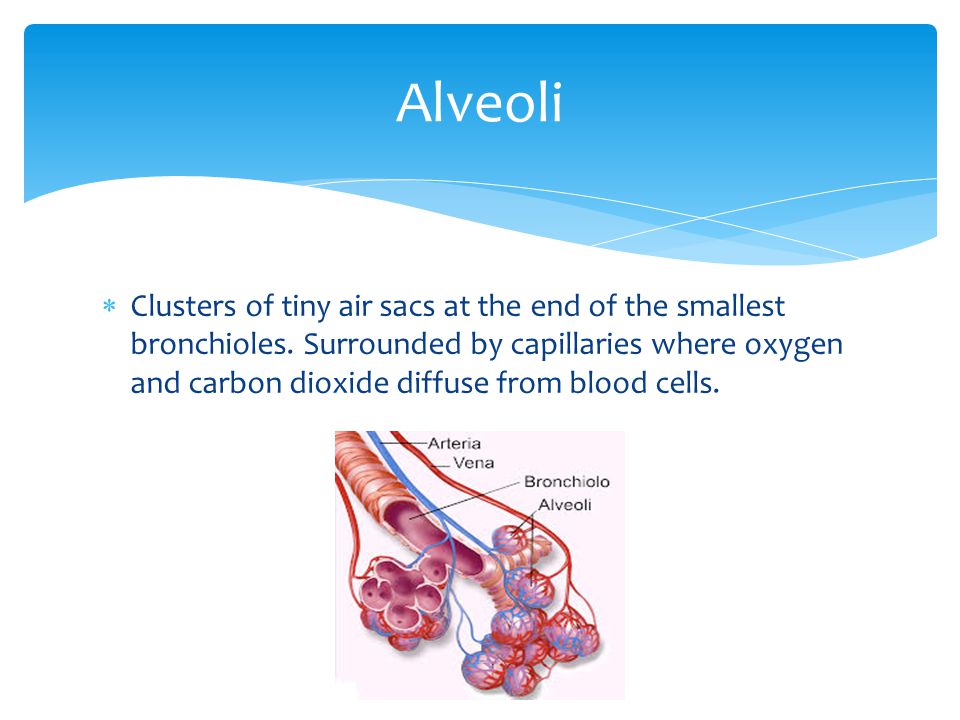 Alveoli