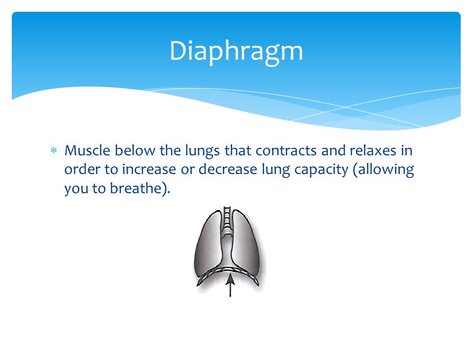 Diaphragm Muscle below the lungs that contracts and relaxes in order to increase or decrease lung capacity (allowing you to breathe).