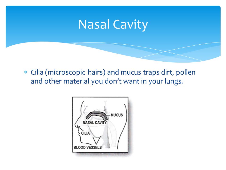 Nasal Cavity Cilia (microscopic hairs) and mucus traps dirt, pollen and other material you don’t want in your lungs.