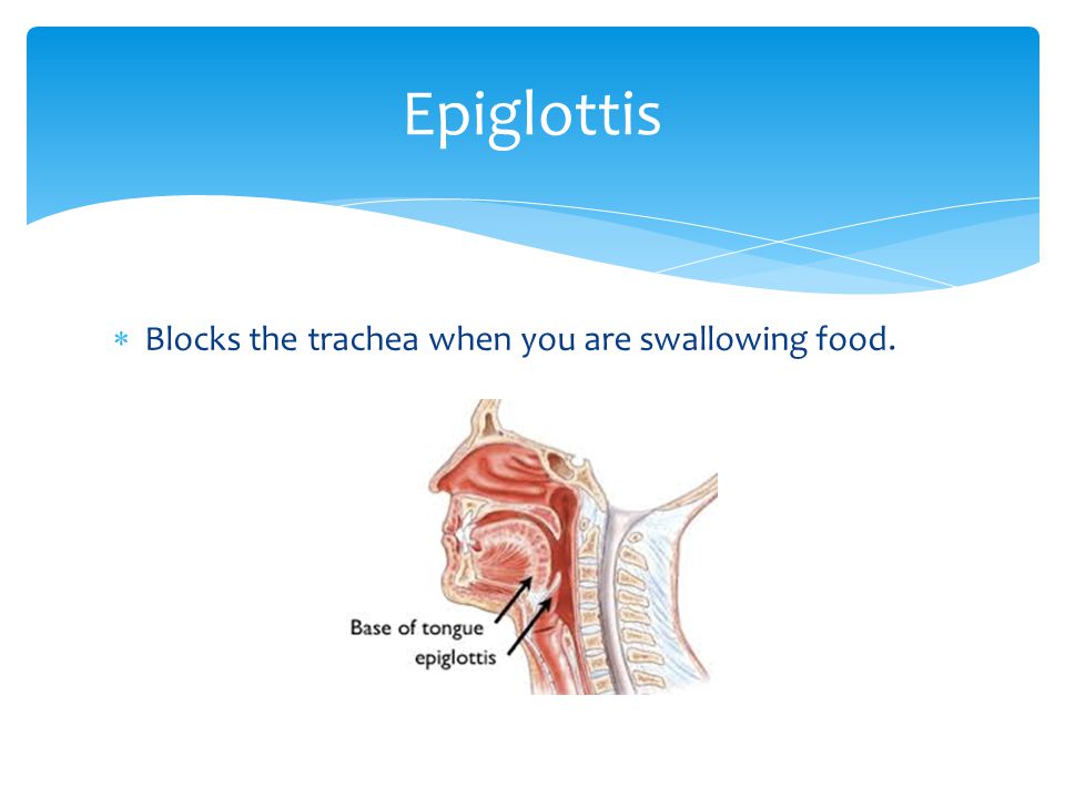 Epiglottis Blocks the trachea when you are swallowing food.