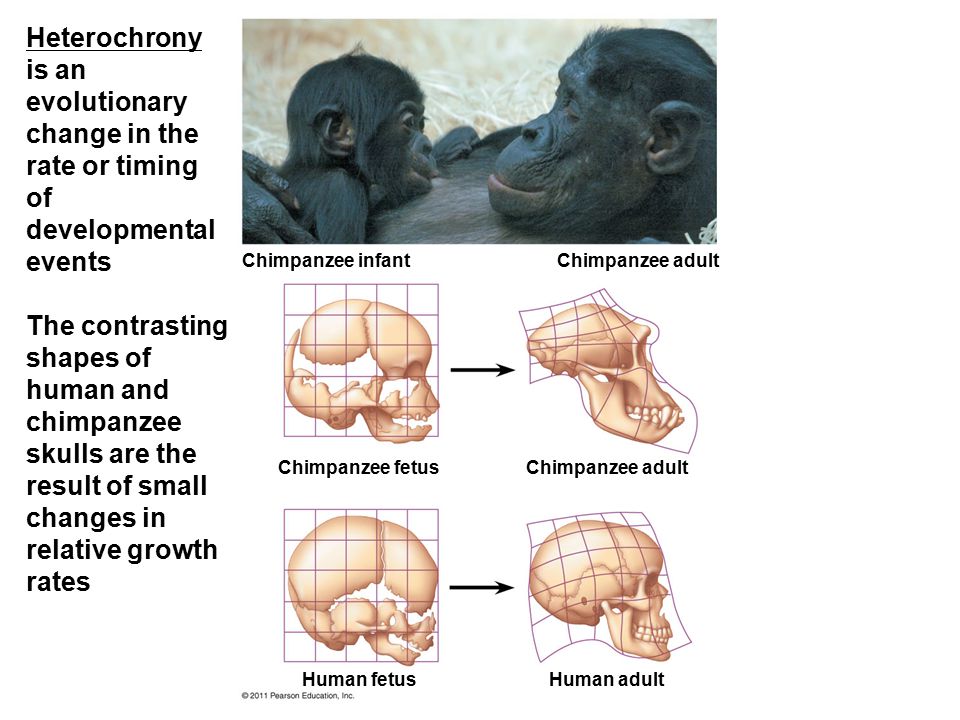 Why is Jack Horner still part of the JP franchise? Heterochrony+is+an+evolutionary+change+in+the+rate+or+timing+of+developmental+events+The+contrasting+shapes+of+human+and+chimpanzee+skulls+are+the+result+of+small+changes+in+relative+growth+rates