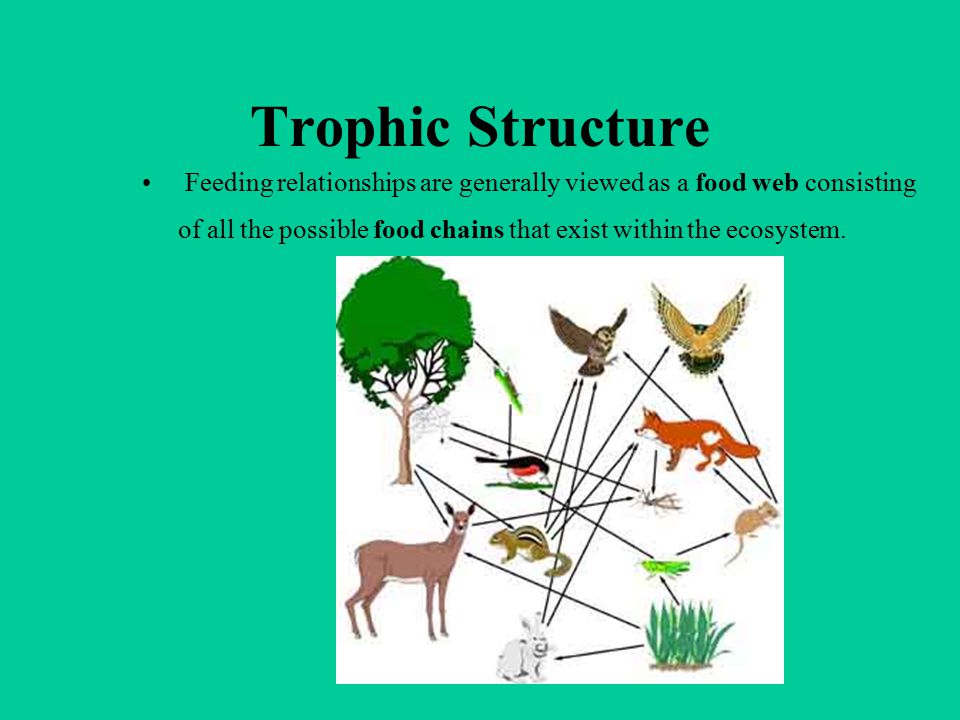 Trophic Structure