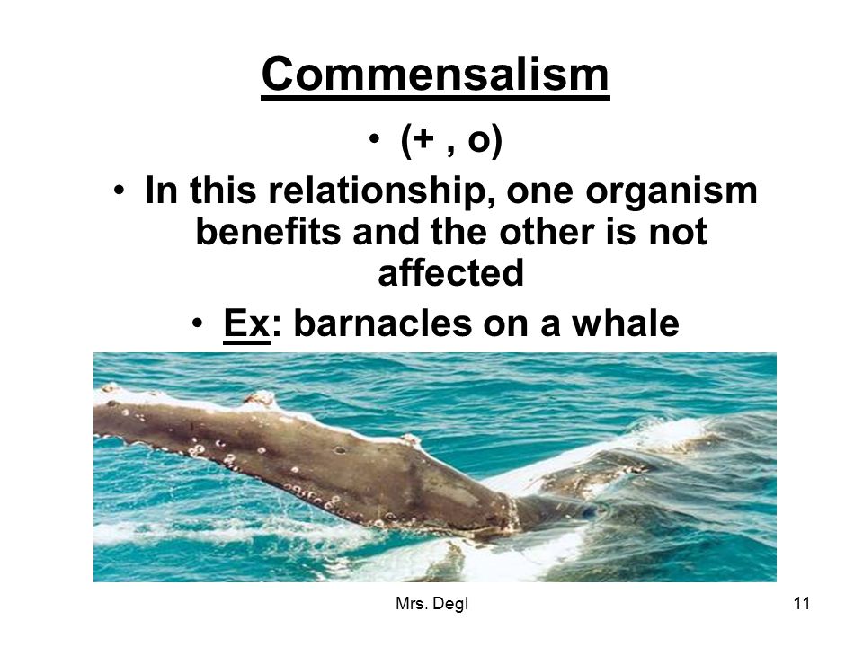Ex: barnacles on a whale