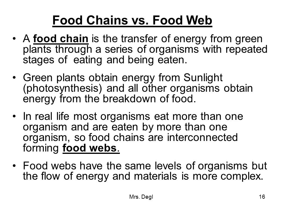 Food Chains vs. Food Web