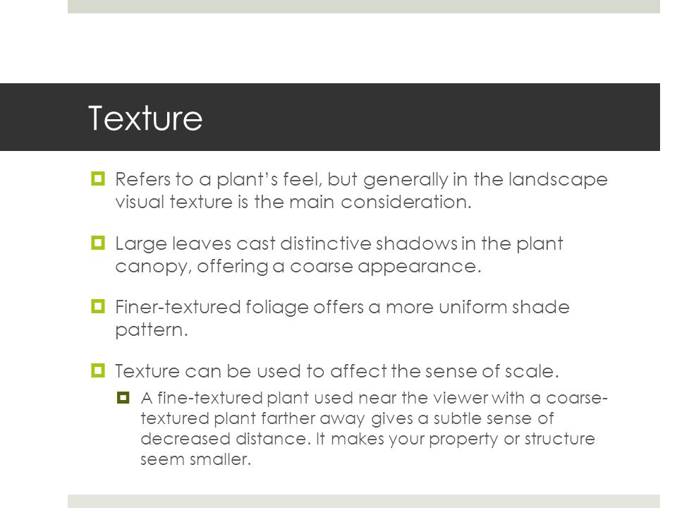 Texture Refers to a plant’s feel, but generally in the landscape visual texture is the main consideration.