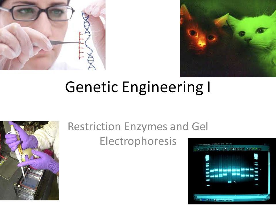 Restriction Enzymes and Gel Electrophoresis