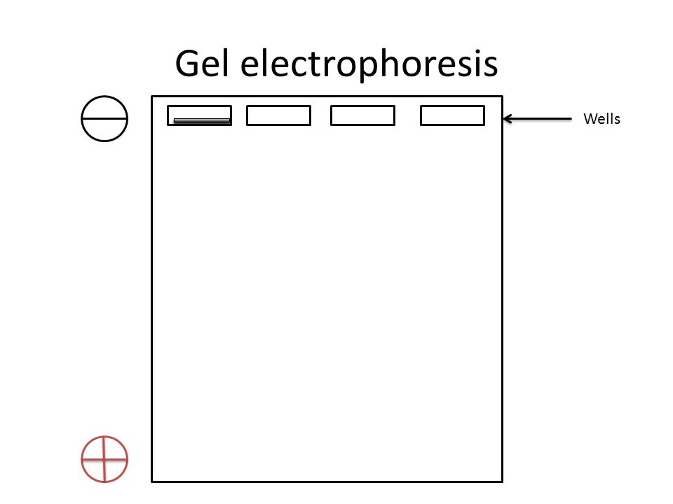 Gel electrophoresis Wells