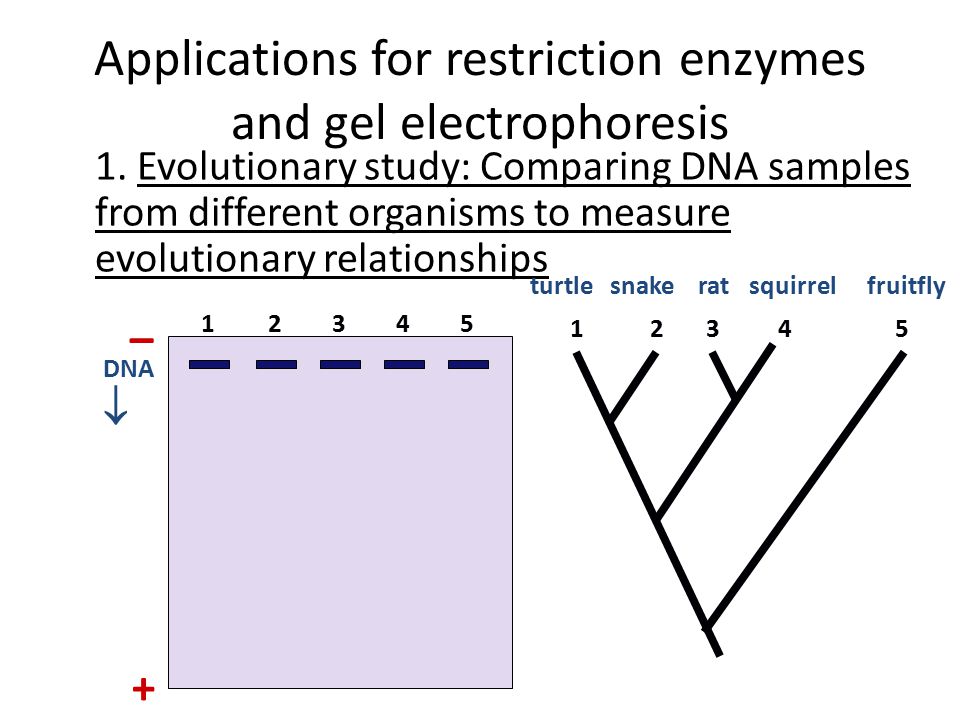 Applications for restriction enzymes and gel electrophoresis
