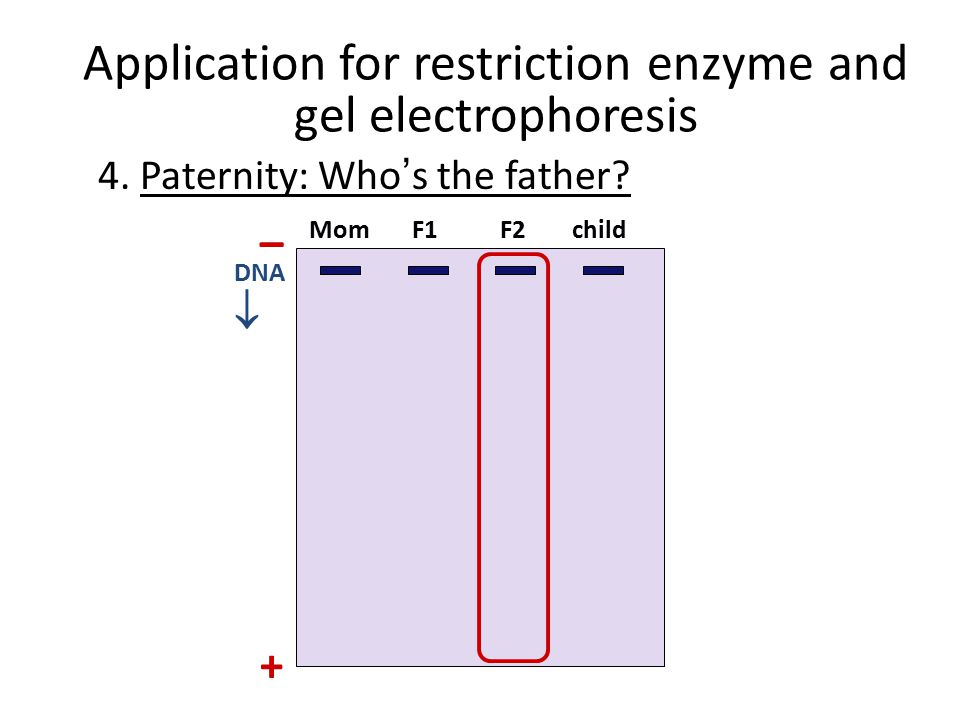 Application for restriction enzyme and gel electrophoresis