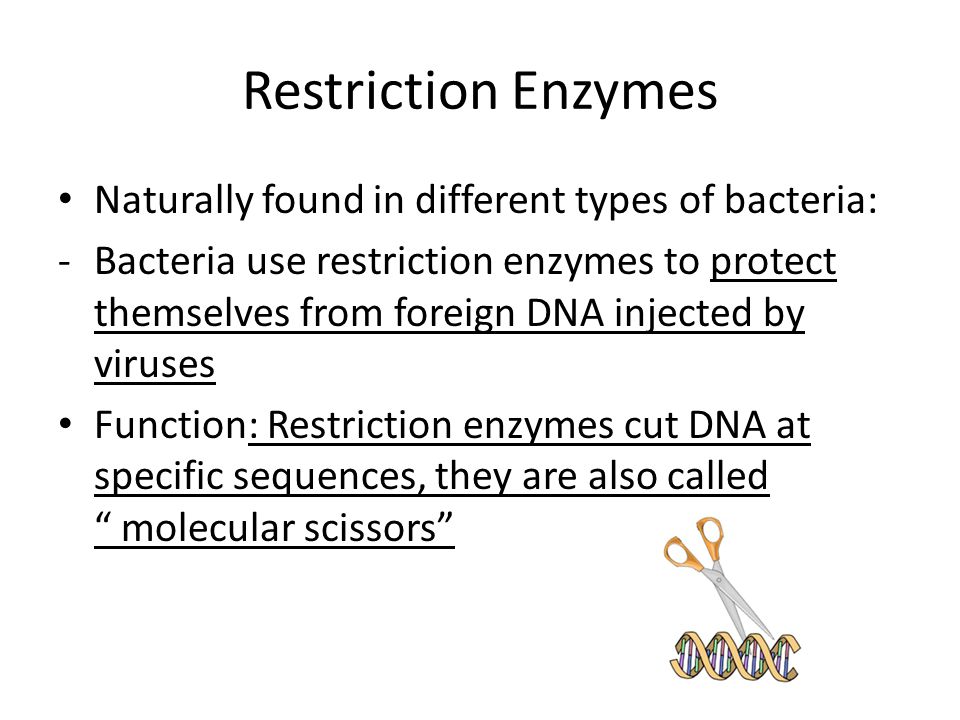 Restriction Enzymes Naturally found in different types of bacteria: