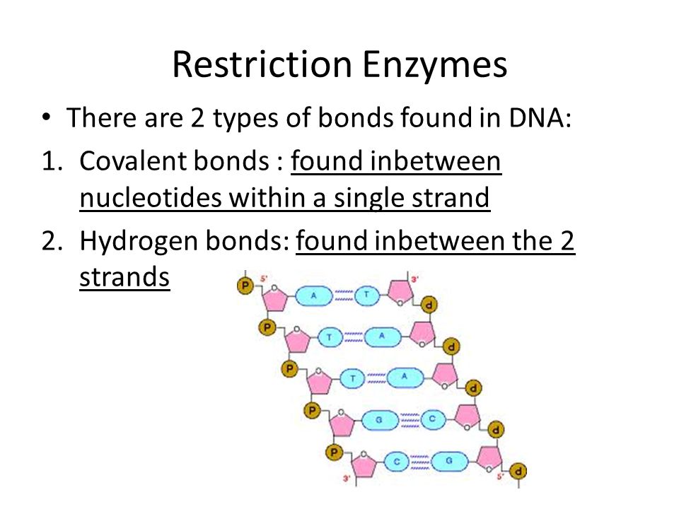 Restriction Enzymes There are 2 types of bonds found in DNA: