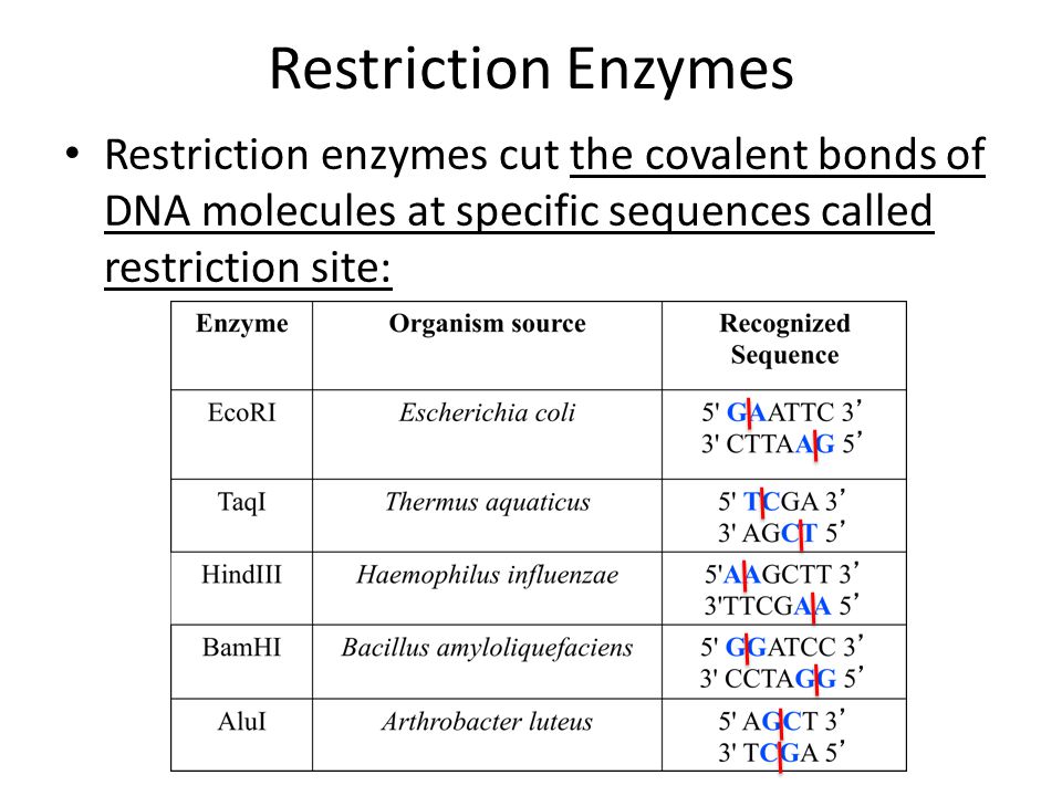 Restriction Enzymes Restriction enzymes cut the covalent bonds of DNA molecules at specific sequences called restriction site: