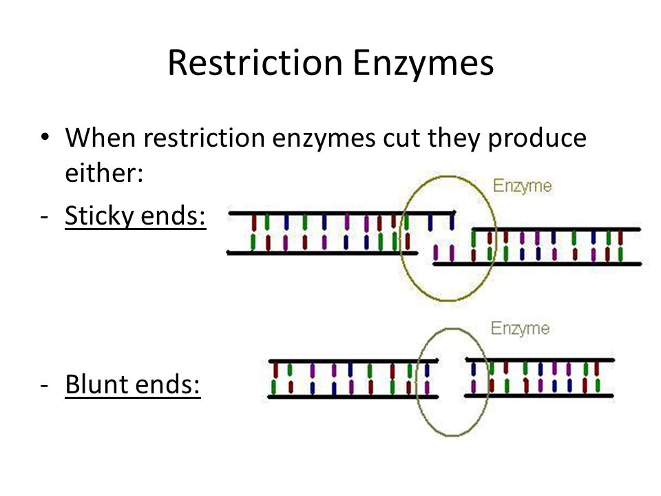 Restriction Enzymes When restriction enzymes cut they produce either: