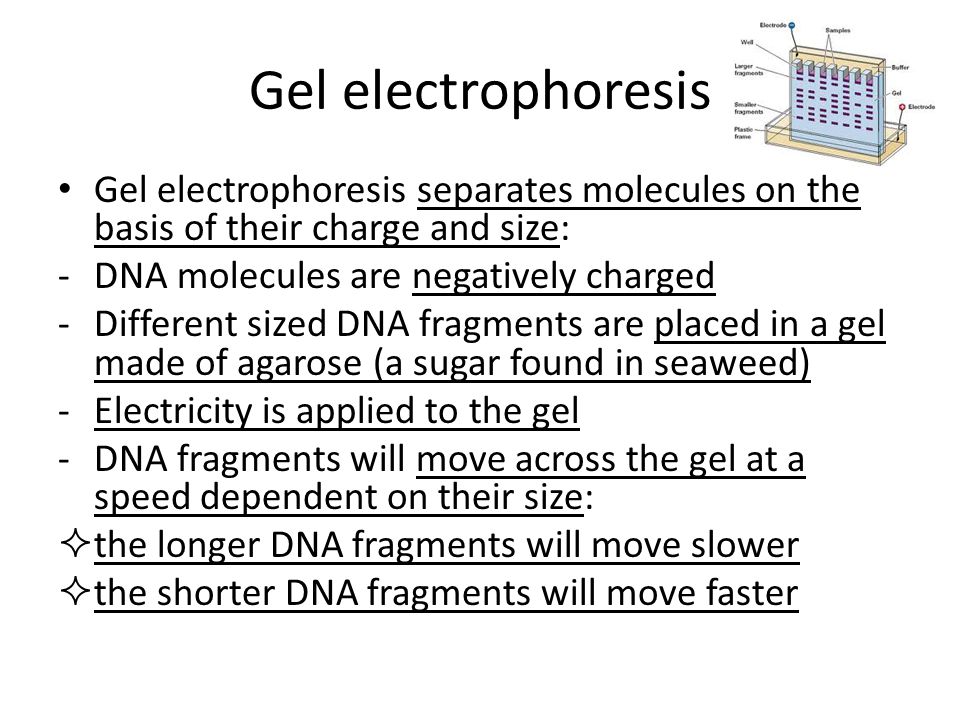 Gel electrophoresis Gel electrophoresis separates molecules on the basis of their charge and size: DNA molecules are negatively charged.