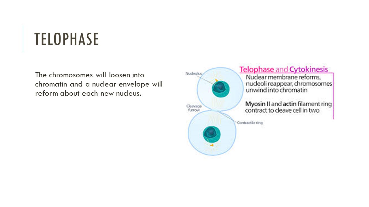 Telophase The chromosomes will loosen into chromatin and a nuclear envelope will reform about each new nucleus.