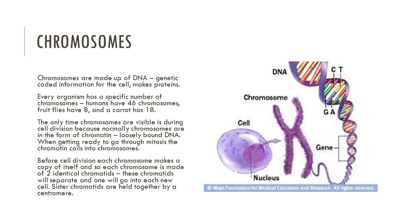 Chromosomes Chromosomes are made up of DNA – genetic coded information for the cell, makes proteins.