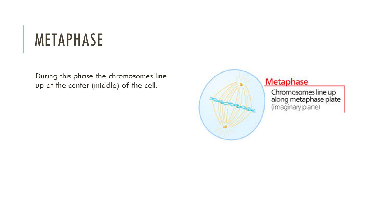Metaphase During this phase the chromosomes line up at the center (middle) of the cell.