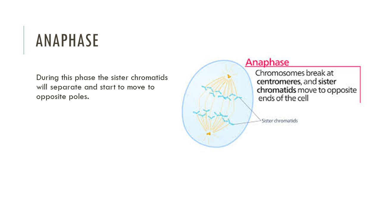 Anaphase During this phase the sister chromatids will separate and start to move to opposite poles.