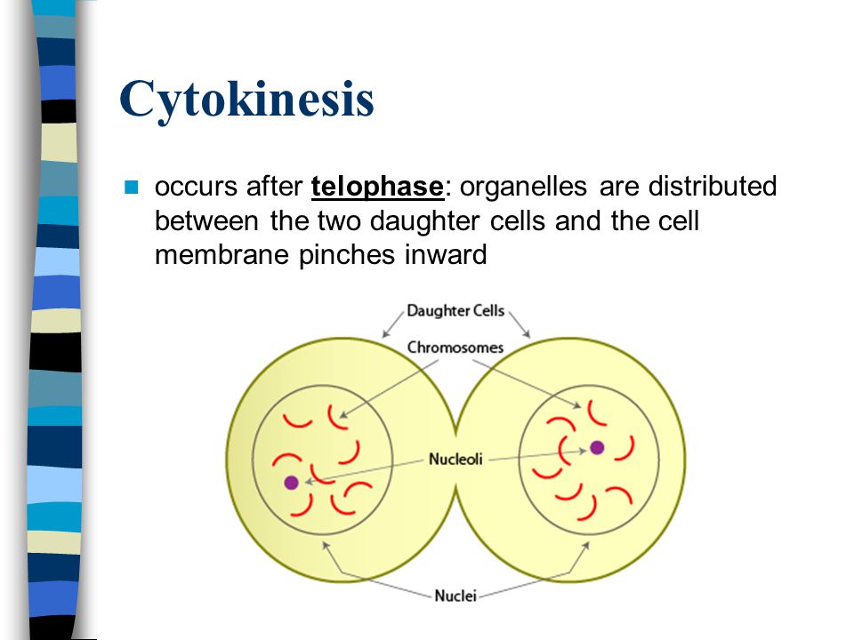 Cytokinesis occurs after telophase: organelles are distributed between the two daughter cells and the cell membrane pinches inward.
