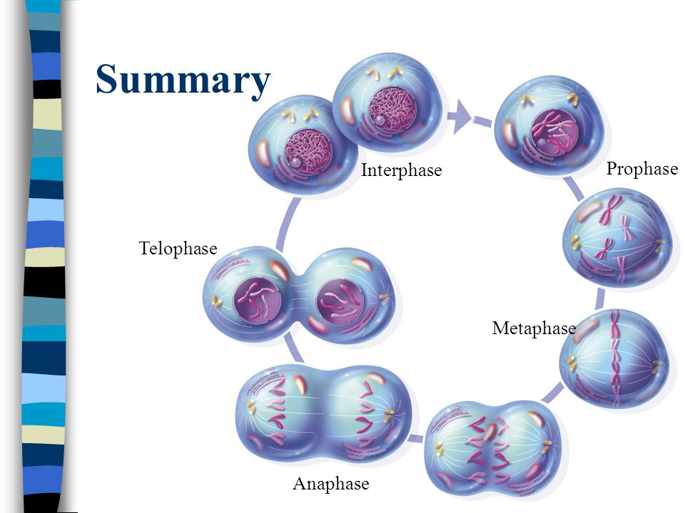 Summary Interphase Prophase Telophase Metaphase Anaphase