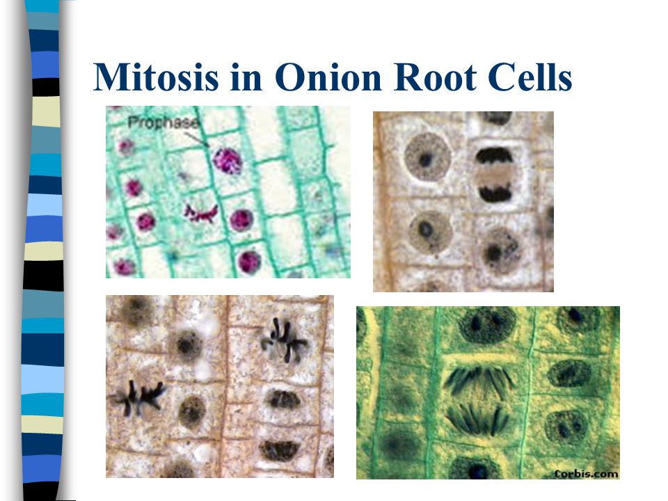 Mitosis in Onion Root Cells