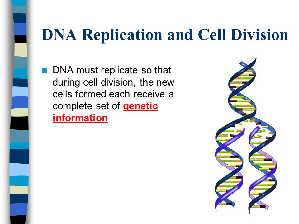 DNA Replication and Cell Division