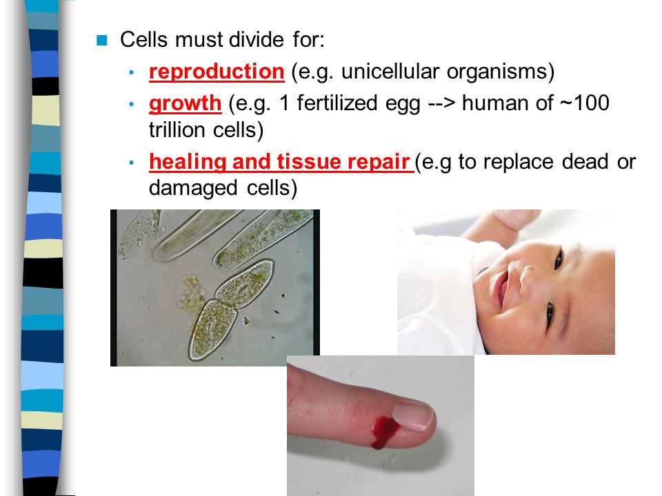 Cells must divide for: reproduction (e.g. unicellular organisms) growth (e.g. 1 fertilized egg --> human of ~100 trillion cells)