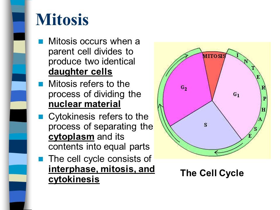 Mitosis Mitosis occurs when a parent cell divides to produce two identical daughter cells.