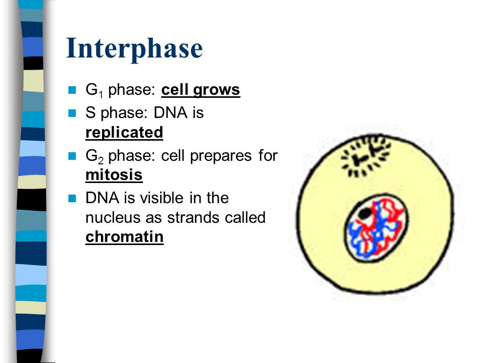 Interphase G1 phase: cell grows S phase: DNA is replicated