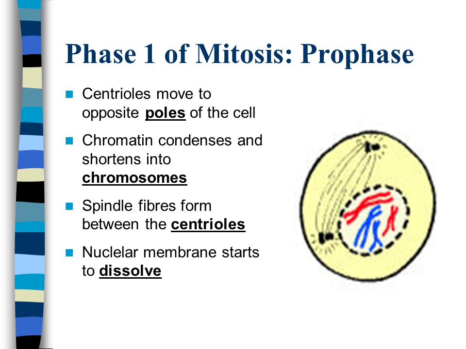 Phase 1 of Mitosis: Prophase