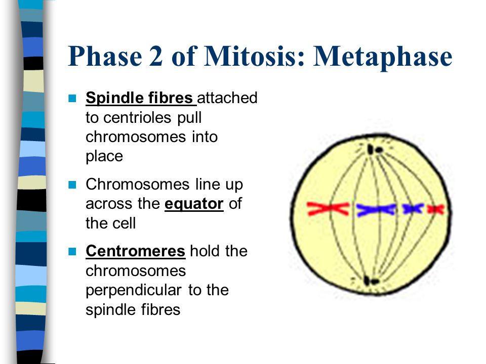Phase 2 of Mitosis: Metaphase