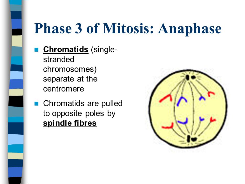 Phase 3 of Mitosis: Anaphase