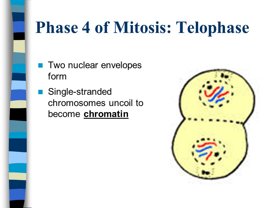 Phase 4 of Mitosis: Telophase