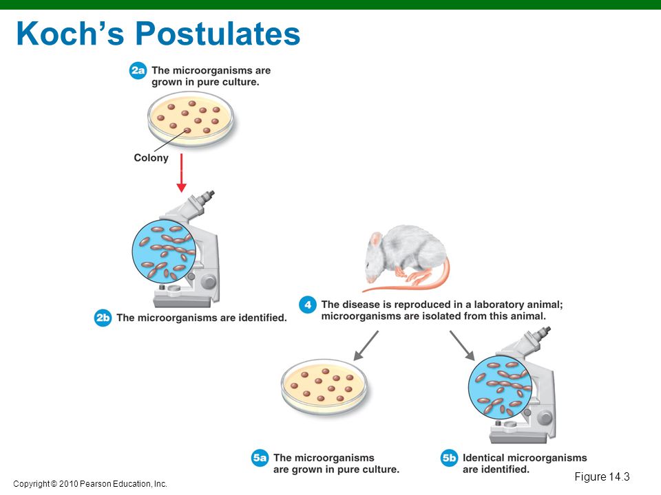 Koch’s Postulates Figure 14.3