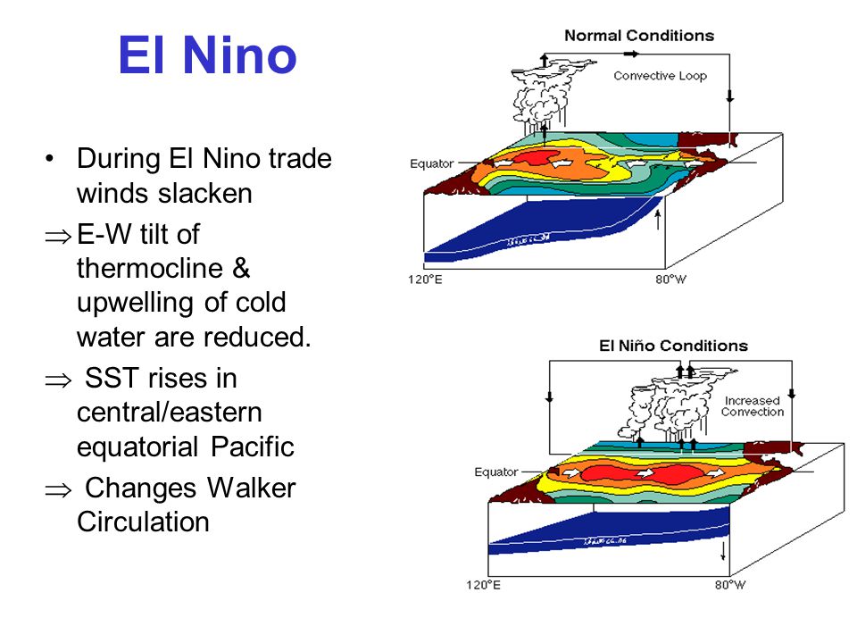 El Nino During El Nino trade winds slacken