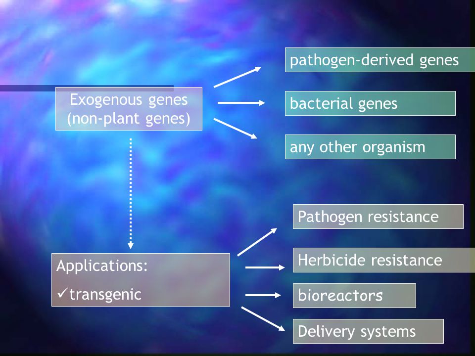 Exogenous genes (non-plant genes)