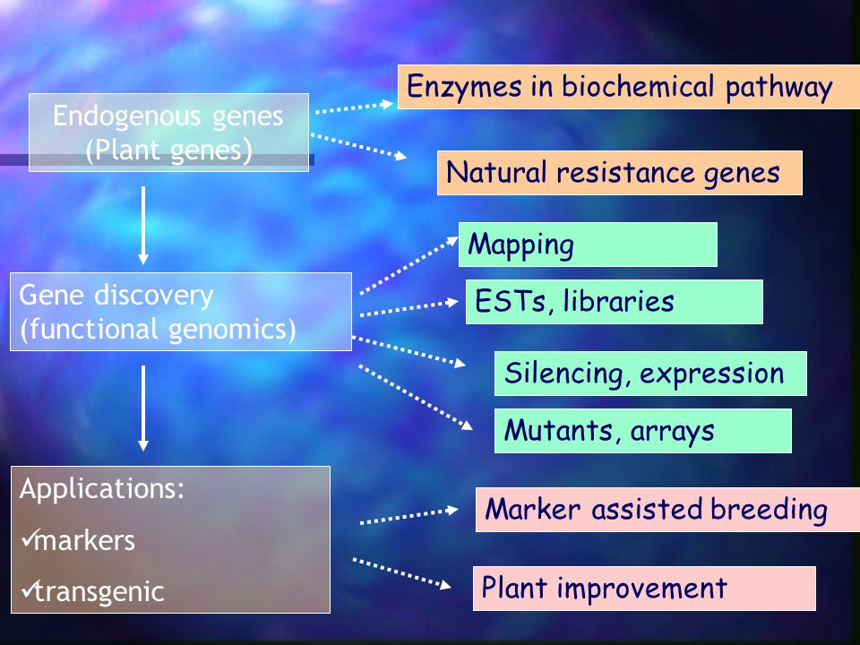 Endogenous genes (Plant genes)