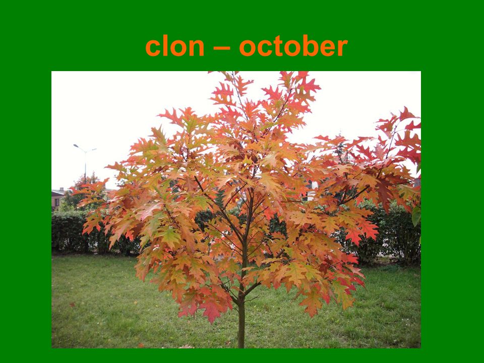 clon – october