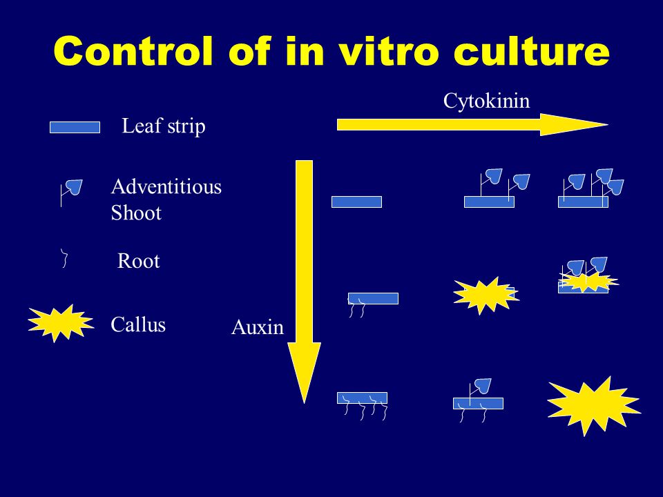 Control of in vitro culture