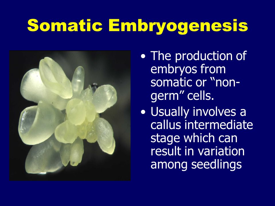 Somatic Embryogenesis