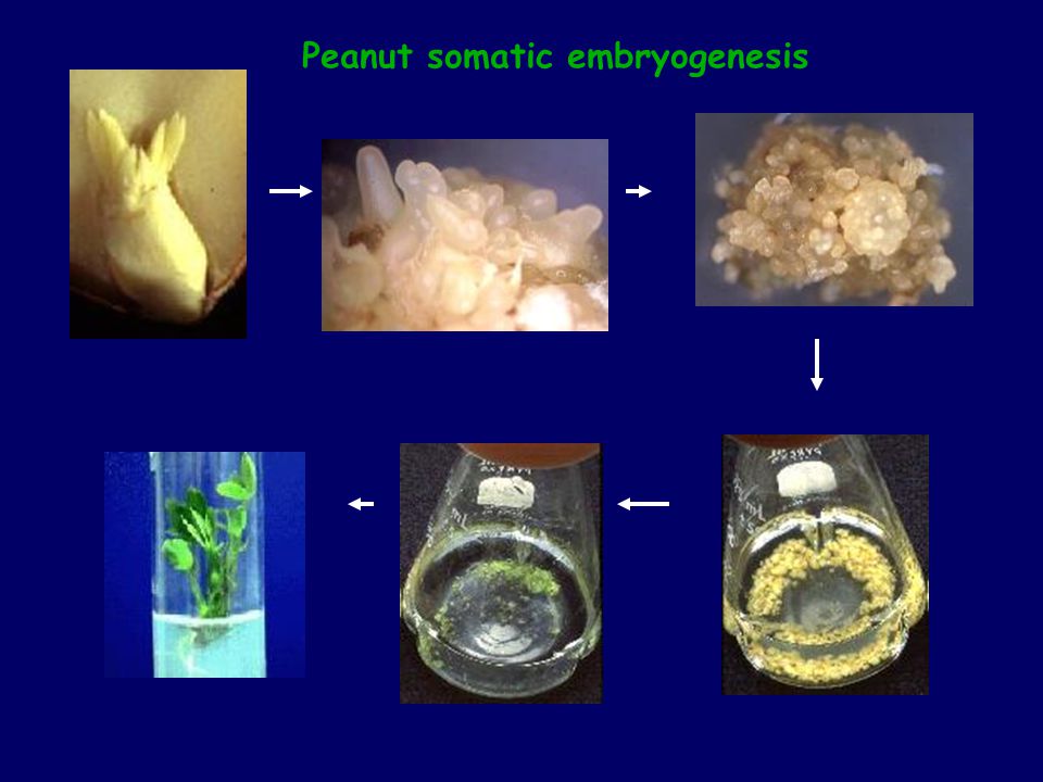 Peanut somatic embryogenesis