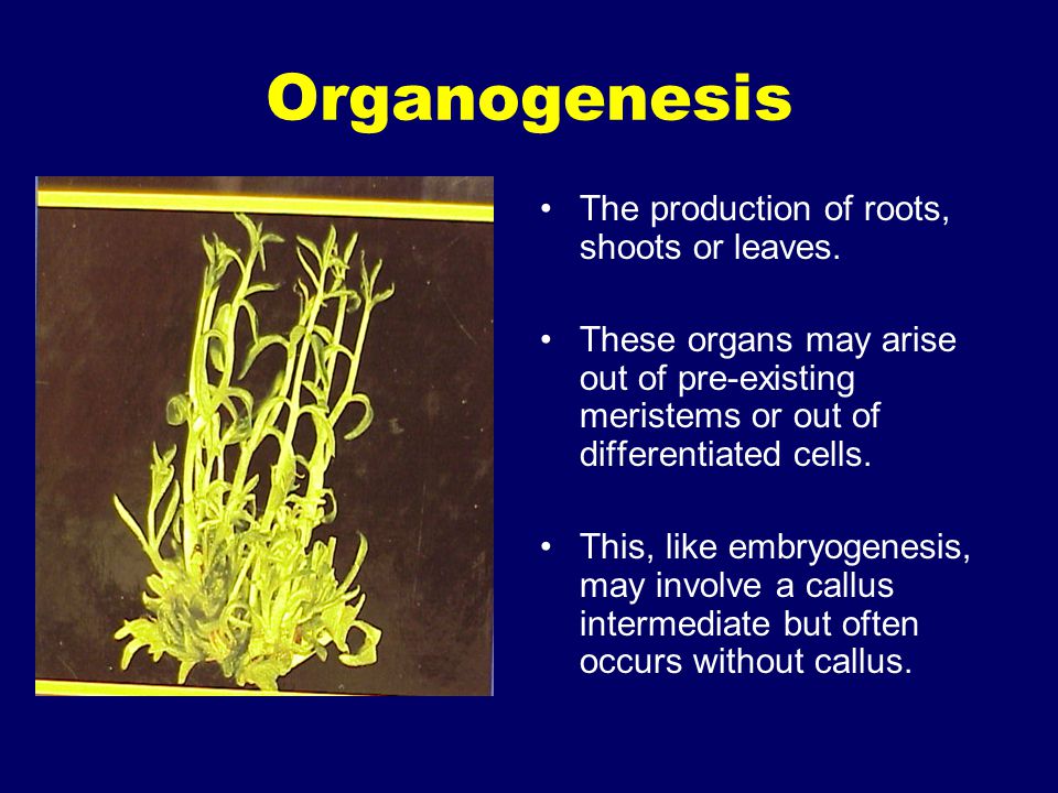 Organogenesis The production of roots, shoots or leaves.