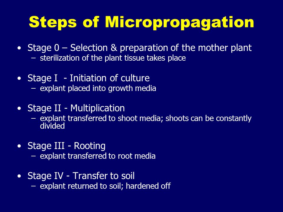 Steps of Micropropagation