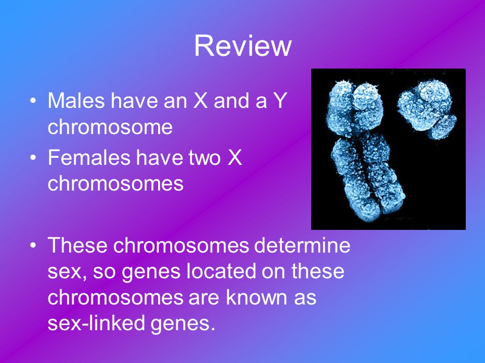 Review Males have an X and a Y chromosome