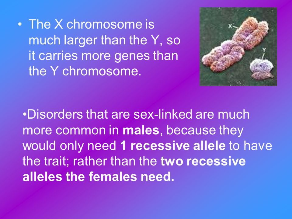 The X chromosome is much larger than the Y, so it carries more genes than the Y chromosome.
