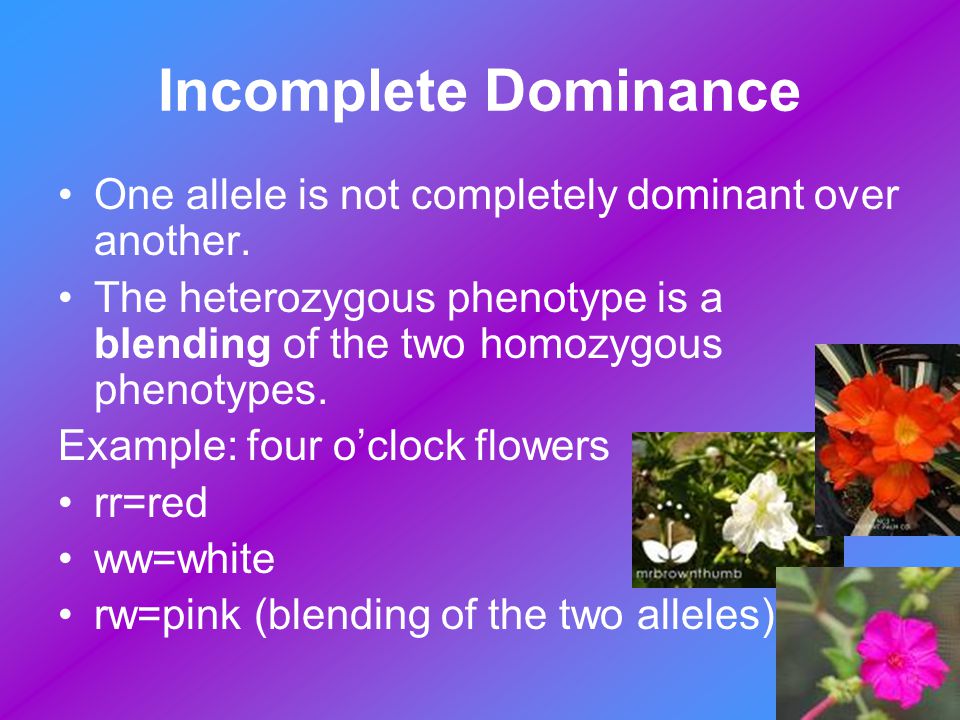 Incomplete Dominance One allele is not completely dominant over another. The heterozygous phenotype is a blending of the two homozygous phenotypes.