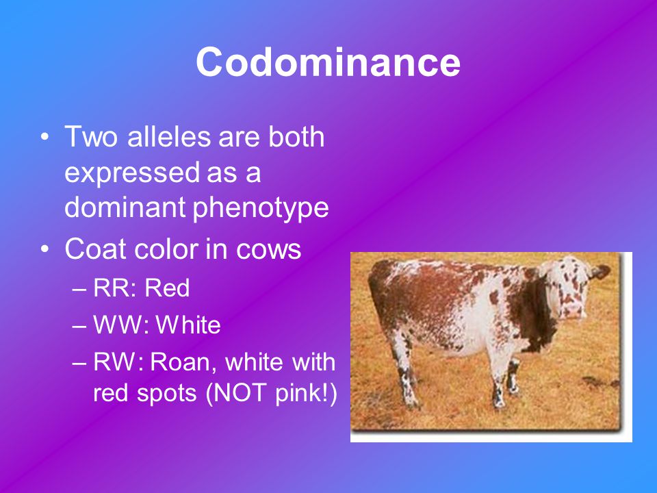 Codominance Two alleles are both expressed as a dominant phenotype