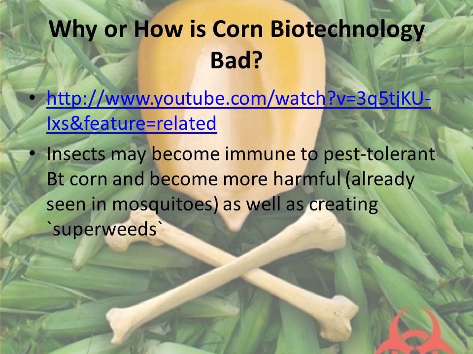 Why or How is Corn Biotechnology Bad