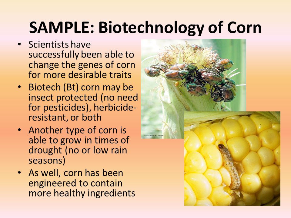 SAMPLE: Biotechnology of Corn